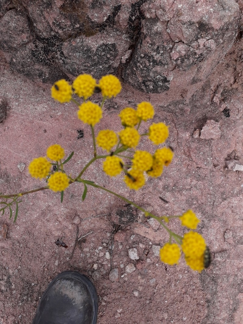 Hymenothrix palmeri photo 2