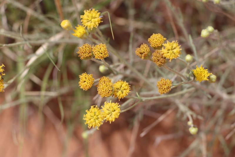 Hymenothrix palmeri photo 3