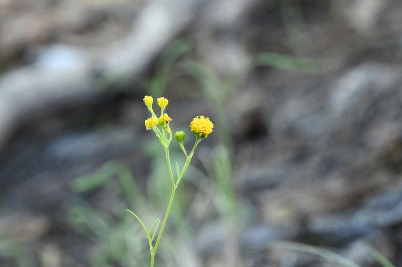 Hymenothrix palmeri photo 4