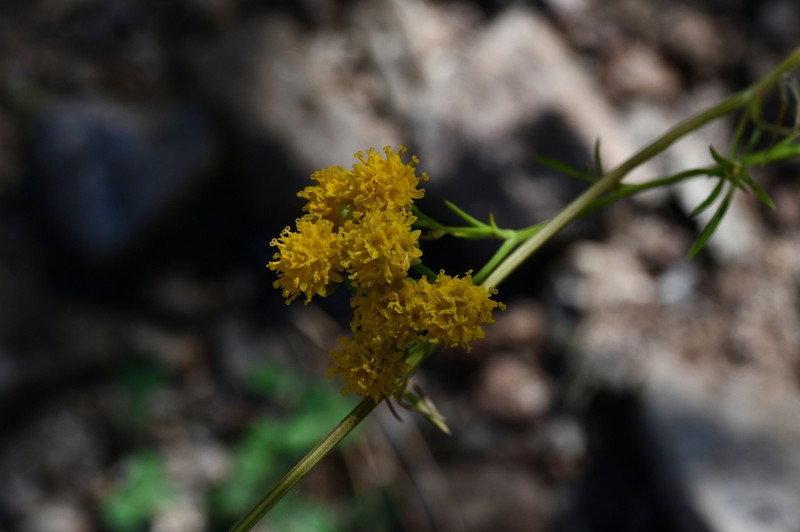 Hymenothrix palmeri photo 7