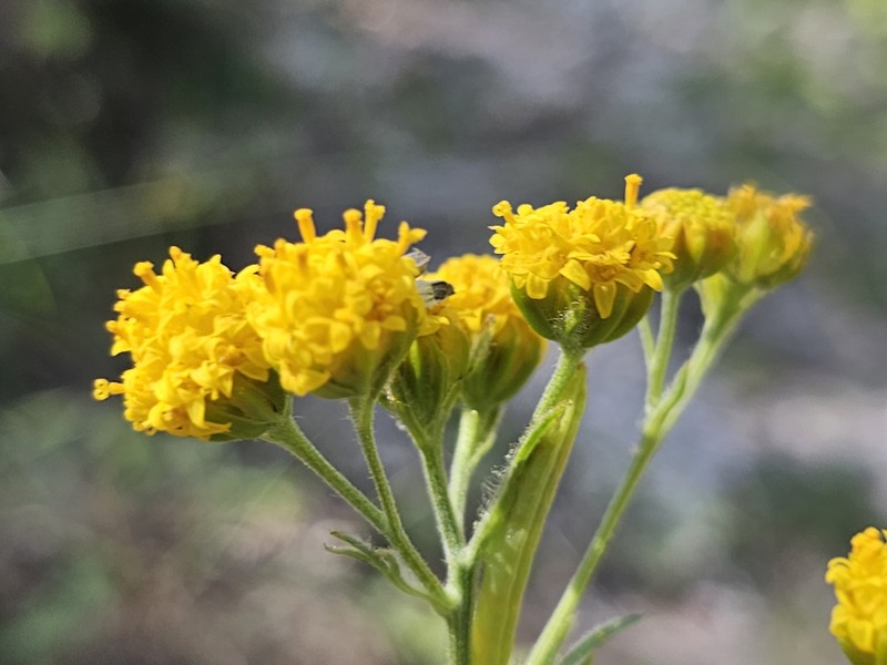 Hymenothrix palmeri photo 8