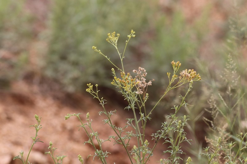 Trans-Pecos Thimblehead photo 2