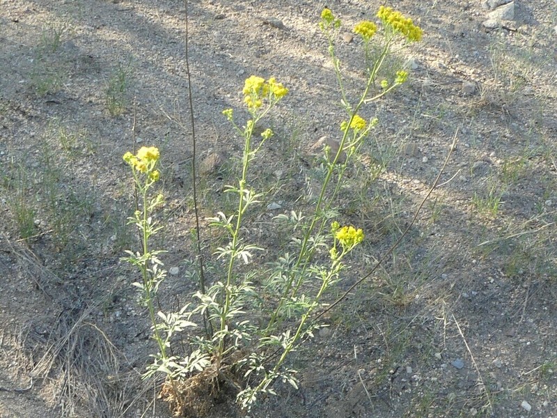 Trans-Pecos Thimblehead photo 3