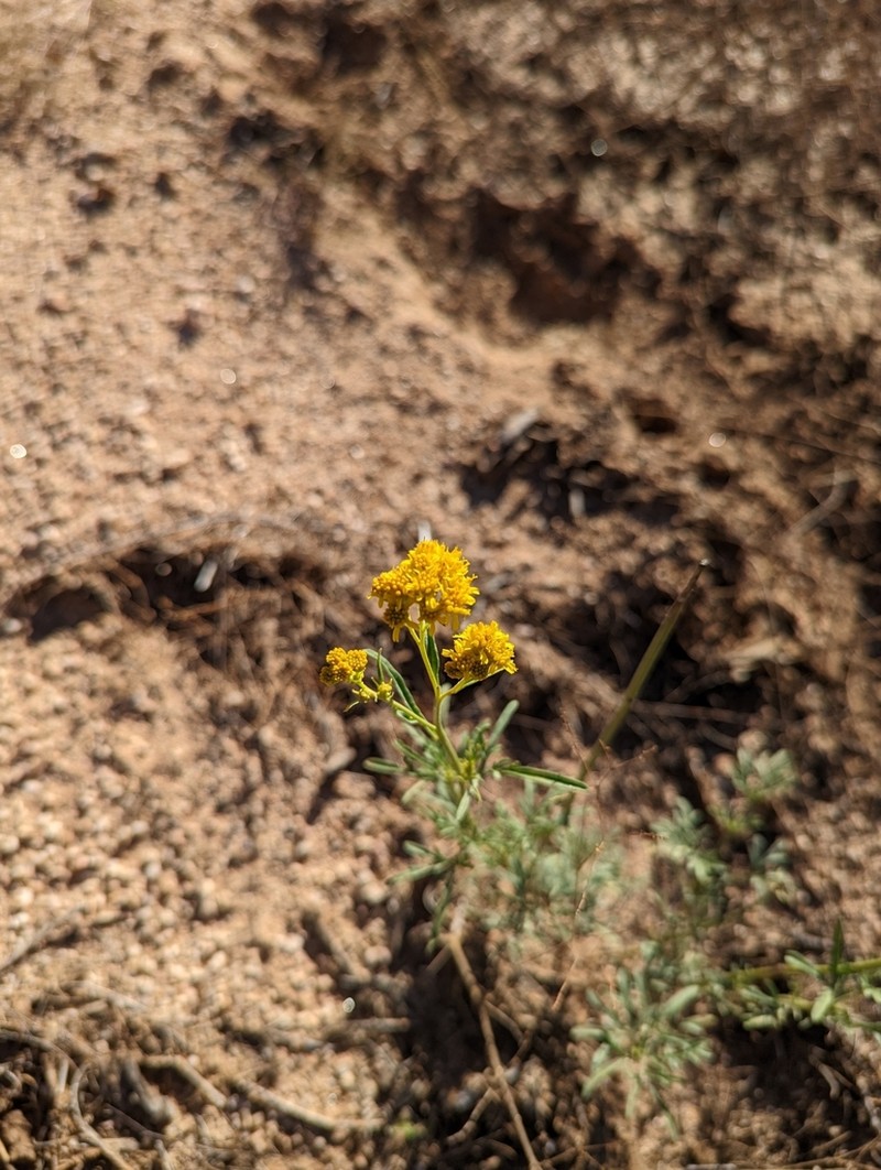 Trans-Pecos Thimblehead photo 8