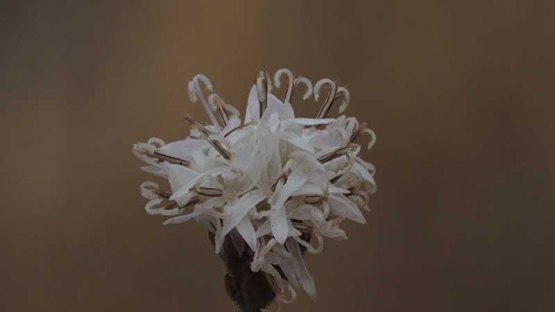 Wright's Thimblehead photo 4