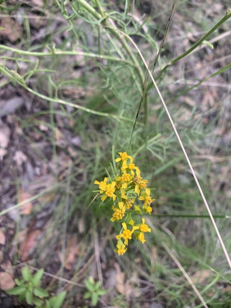Pinaleno Mountain Rubberweed photo 2