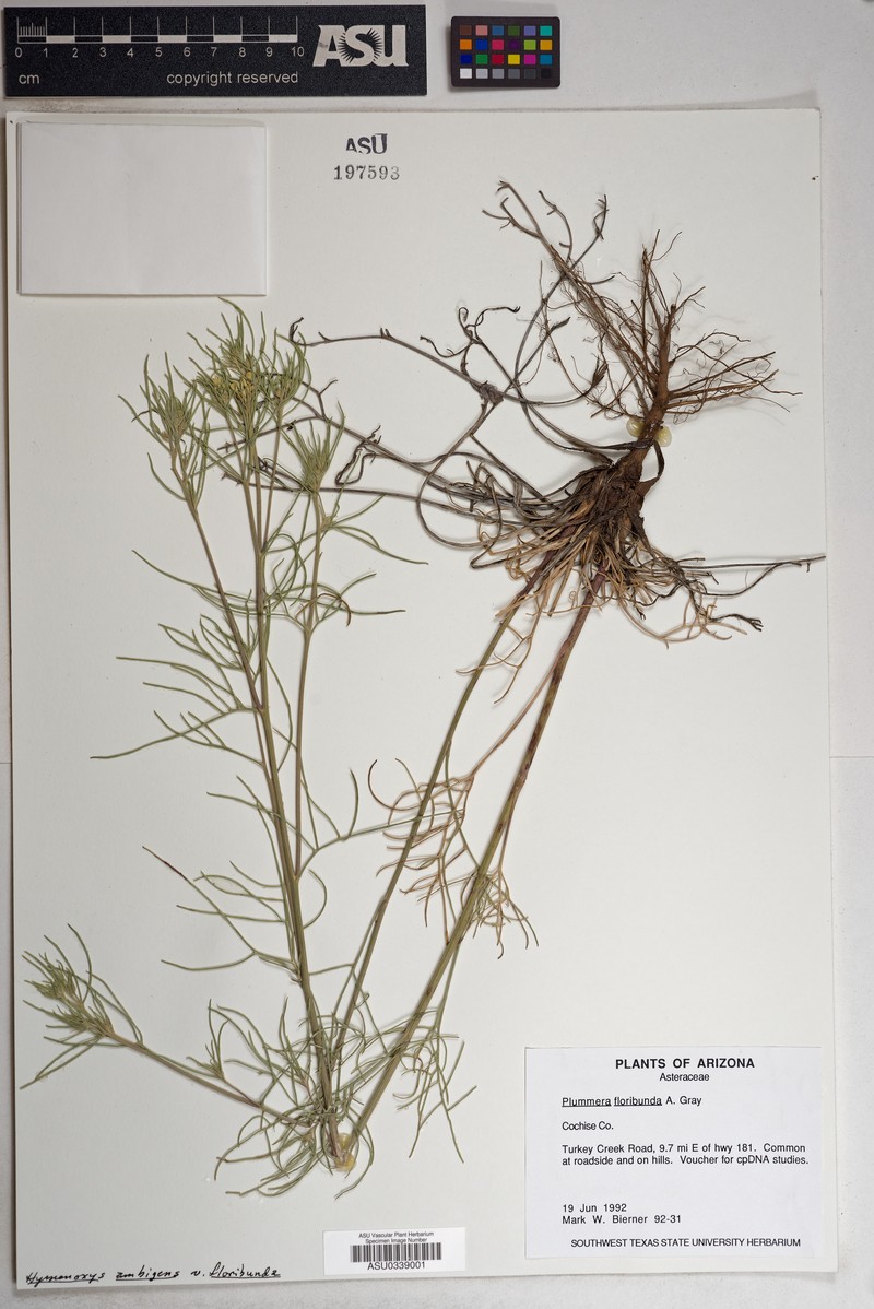 Hymenoxys ambigens var. floribunda