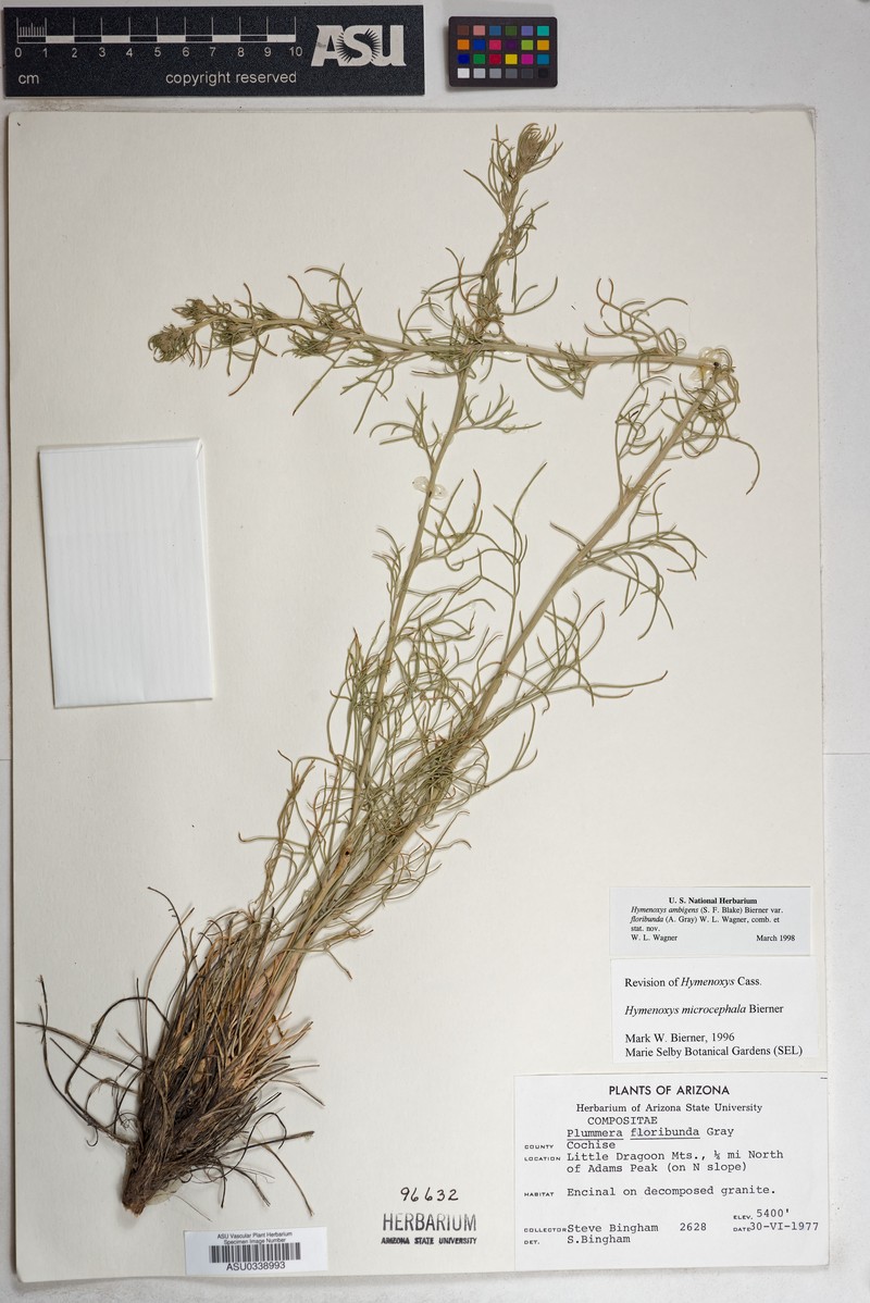 Hymenoxys ambigens var. floribunda photo 2