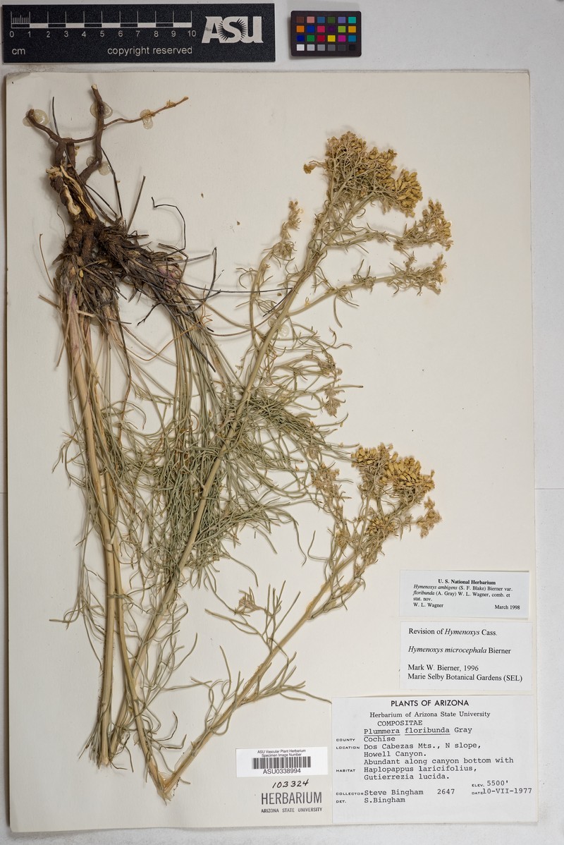 Hymenoxys ambigens var. floribunda photo 3