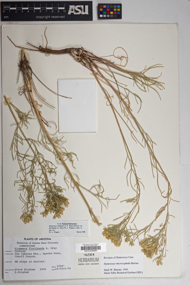Hymenoxys ambigens var. floribunda photo 4
