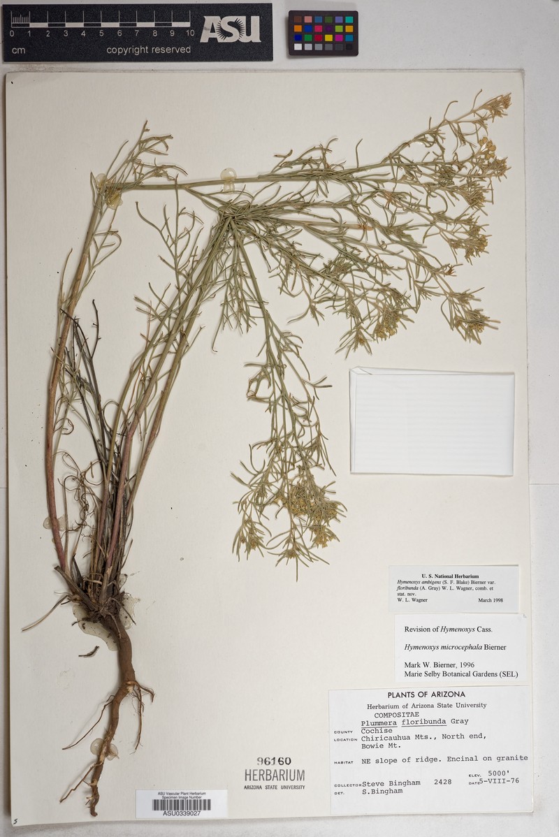 Hymenoxys ambigens var. floribunda photo 5