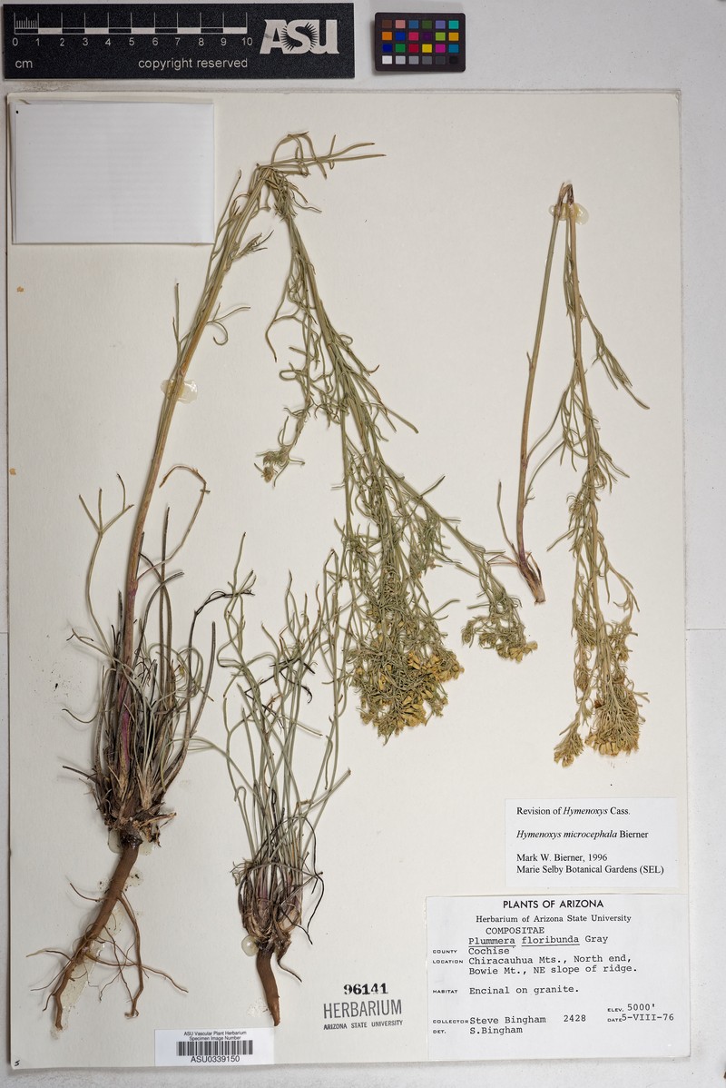 Hymenoxys ambigens var. floribunda photo 6