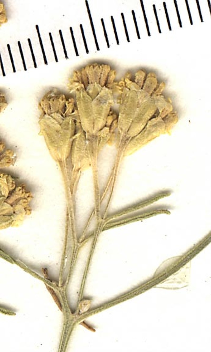 Hymenoxys ambigens var. floribunda photo 8