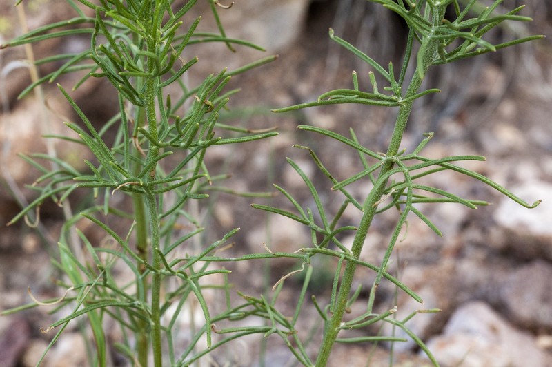 Hymenoxys ambigens var. neomexicana