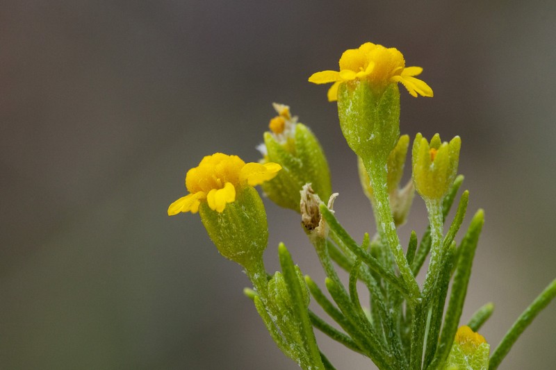 Hymenoxys ambigens var. neomexicana photo 3