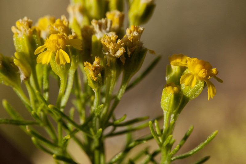 Hymenoxys ambigens var. neomexicana photo 4