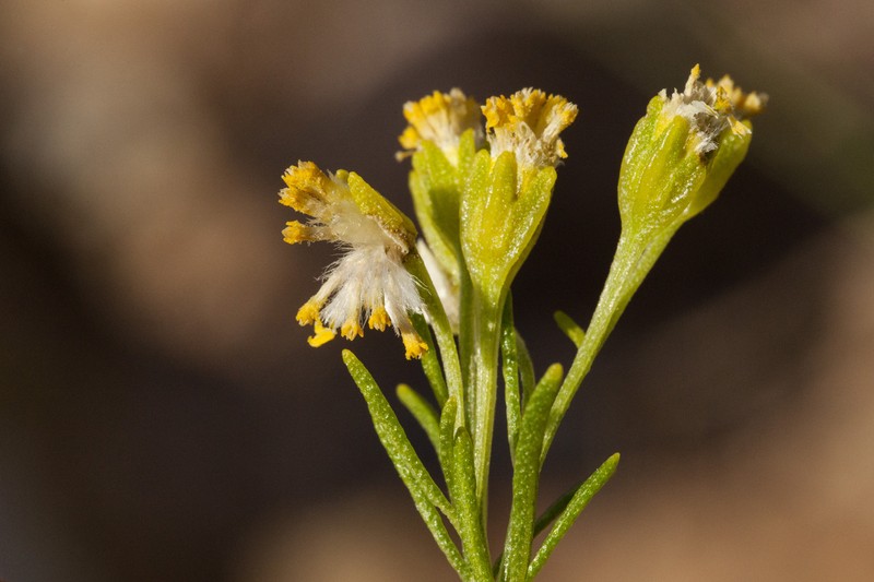 Hymenoxys ambigens var. neomexicana photo 5