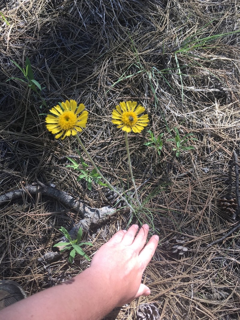 Bigelow'S Rubberweed