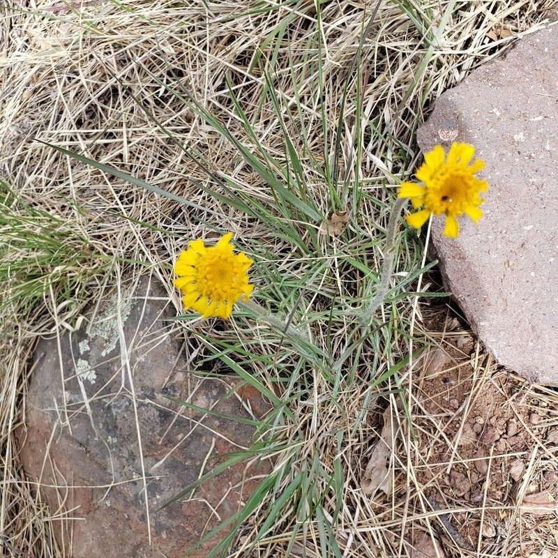 Bigelow'S Rubberweed photo 2