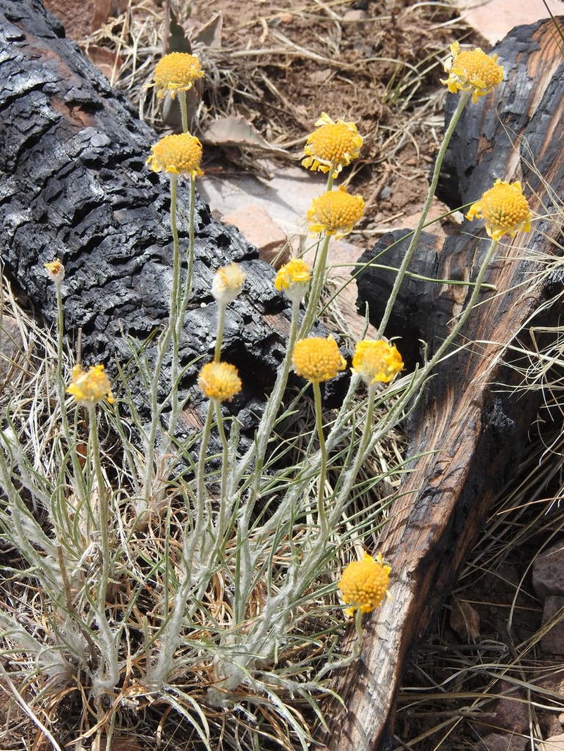Bigelow'S Rubberweed photo 3