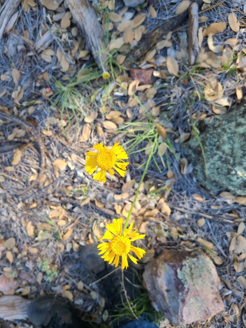 Bigelow'S Rubberweed photo 4