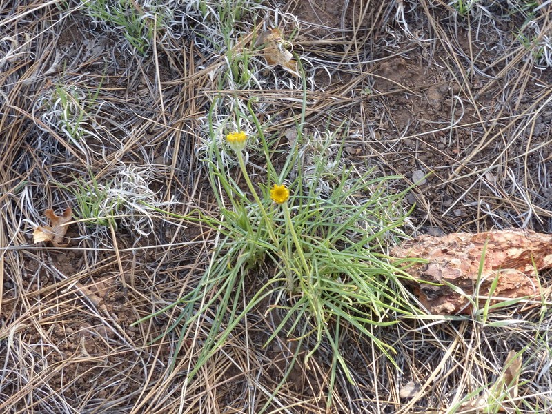 Bigelow'S Rubberweed photo 5
