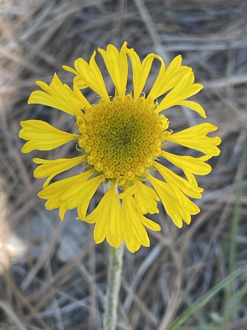 Bigelow'S Rubberweed photo 6