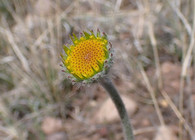 Bigelow'S Rubberweed photo 7