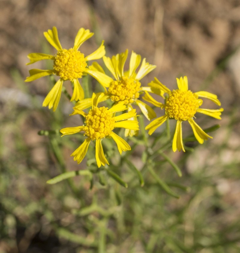 Bigelow'S Rubberweed photo 8