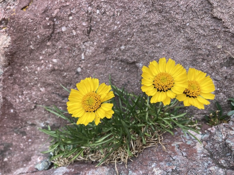 Brandegee'S Four-Nerve Daisy