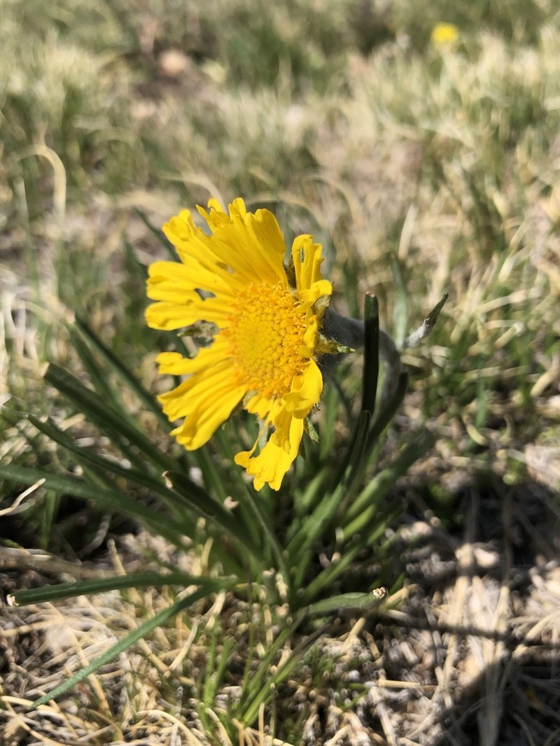 Brandegee'S Four-Nerve Daisy photo 2