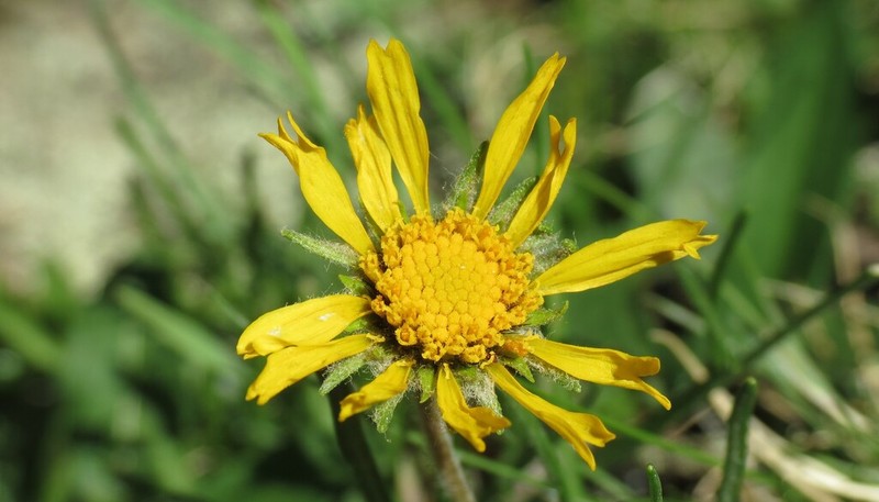 Brandegee'S Four-Nerve Daisy photo 3
