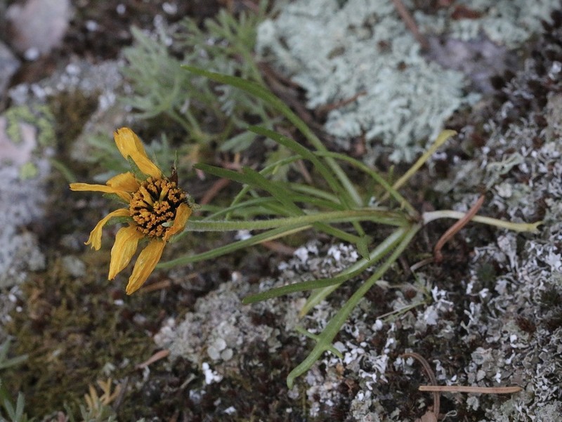 Brandegee'S Four-Nerve Daisy photo 4