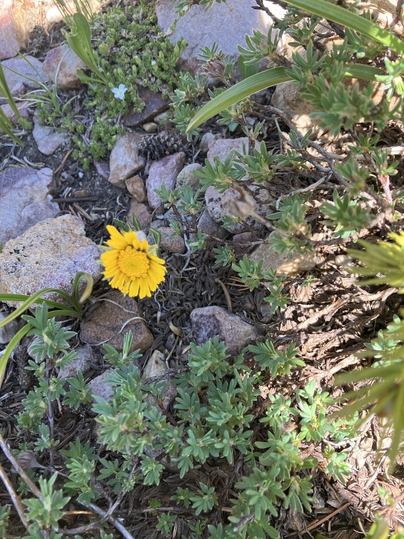 Brandegee'S Four-Nerve Daisy photo 5