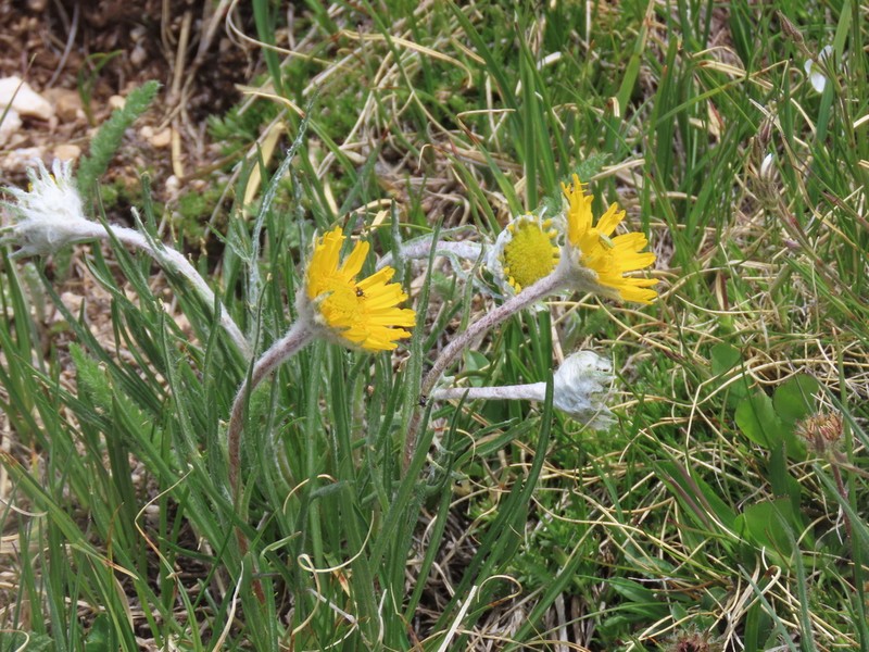 Brandegee'S Four-Nerve Daisy photo 6