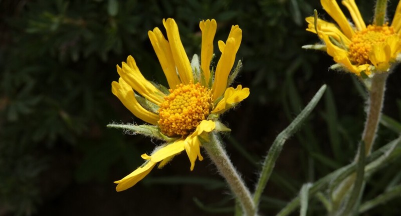 Brandegee'S Four-Nerve Daisy photo 8