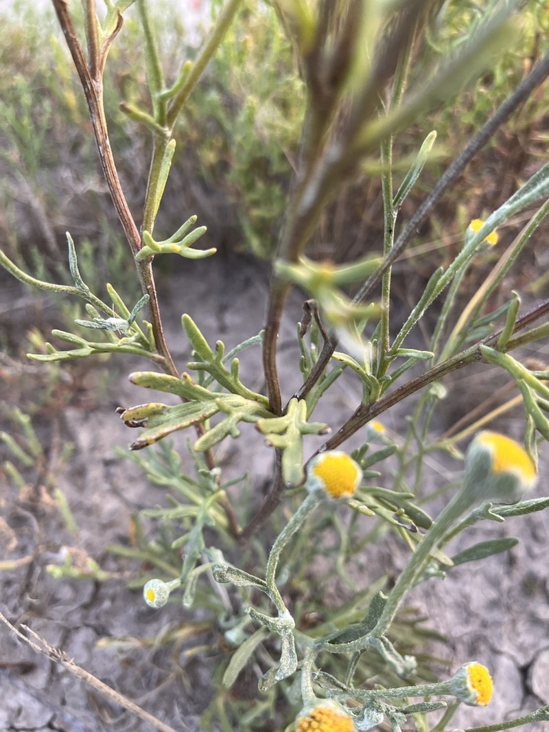 Hymenoxys cabrerae