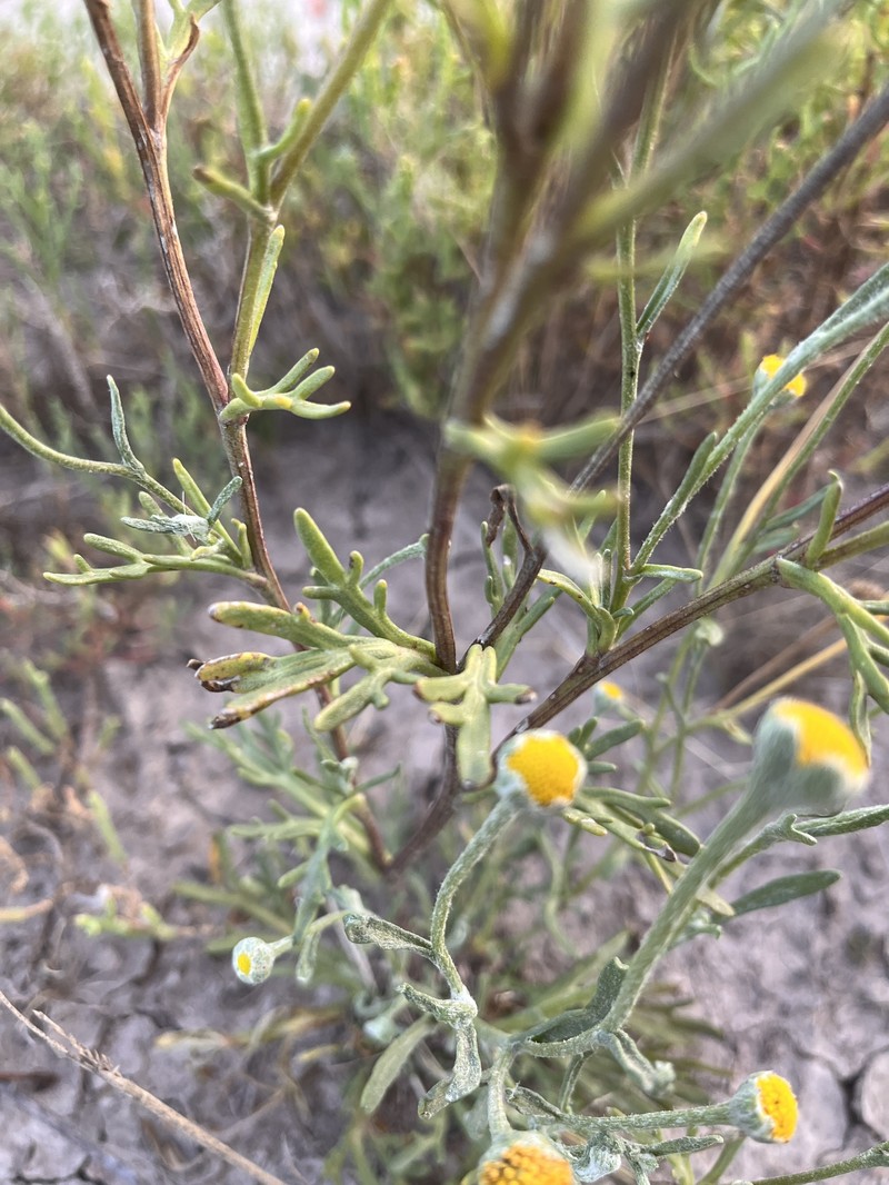Hymenoxys cabrerae photo 4