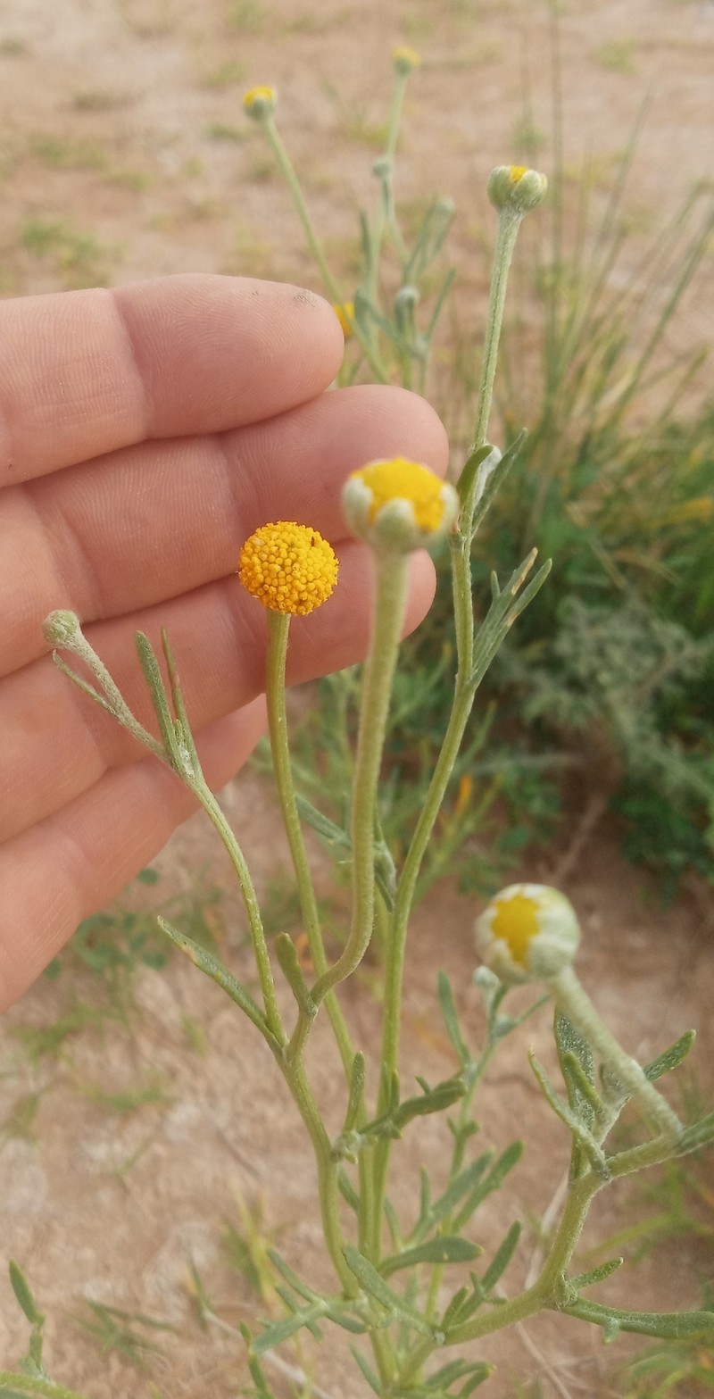 Hymenoxys cabrerae photo 5