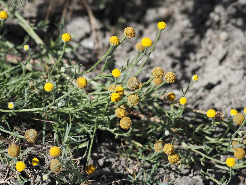 Hymenoxys cabrerae photo 6