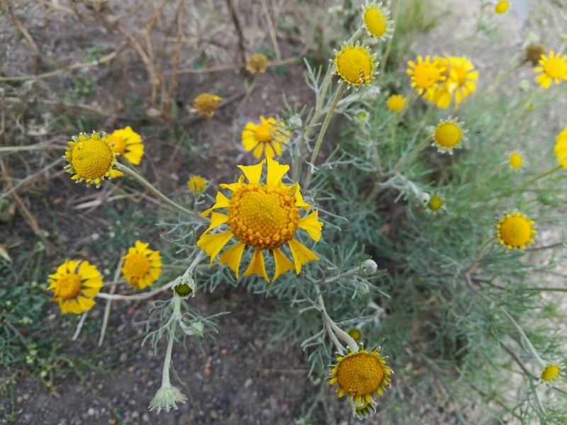 Hymenoxys chrysanthemoides
