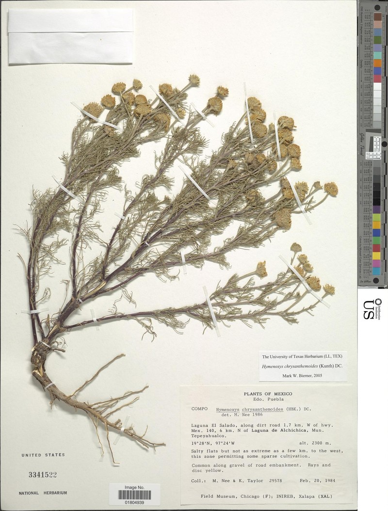 Hymenoxys chrysanthemoides photo 3