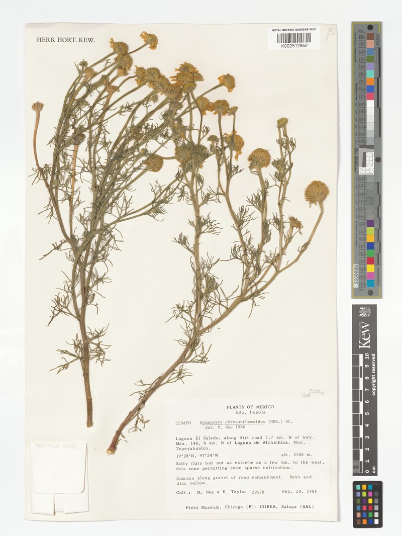 Hymenoxys chrysanthemoides photo 4