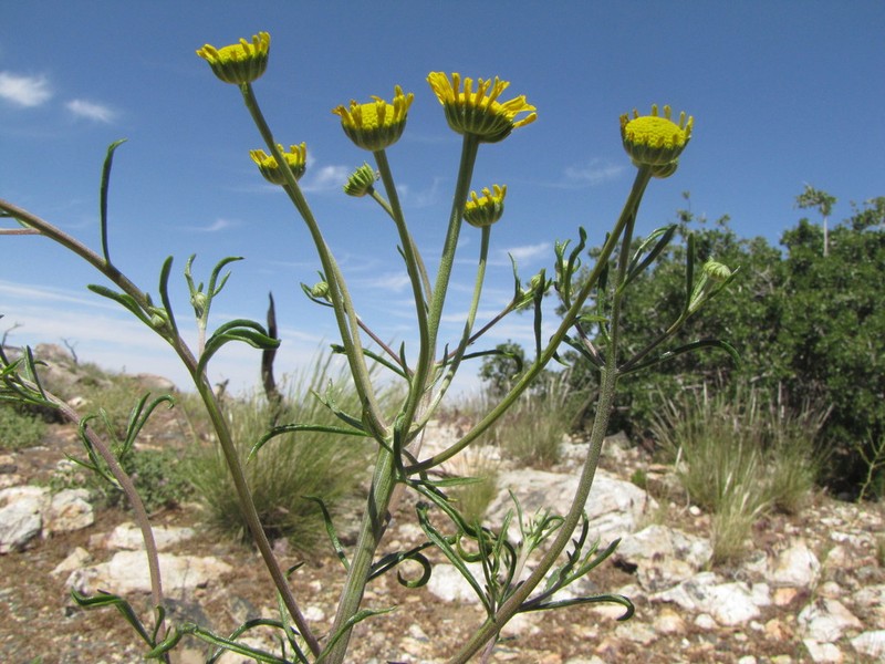 Cooper's Rubberweed
