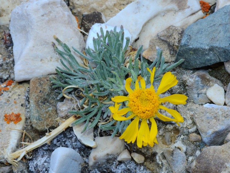 Cooper's Rubberweed photo 2