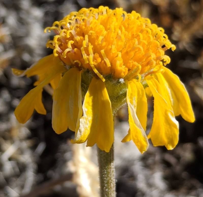 Cooper's Rubberweed photo 3