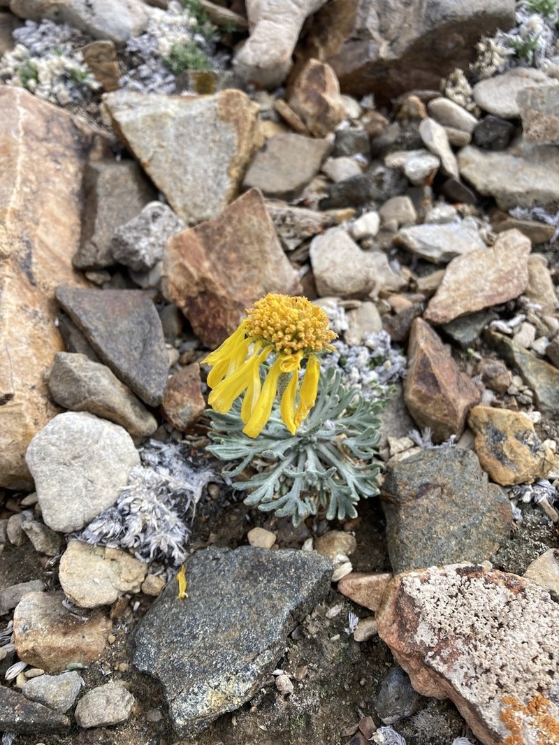 Cooper's Rubberweed photo 4