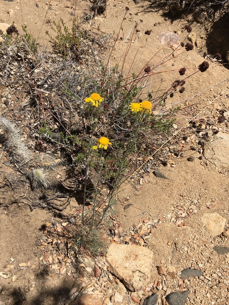 Cooper's Rubberweed photo 5