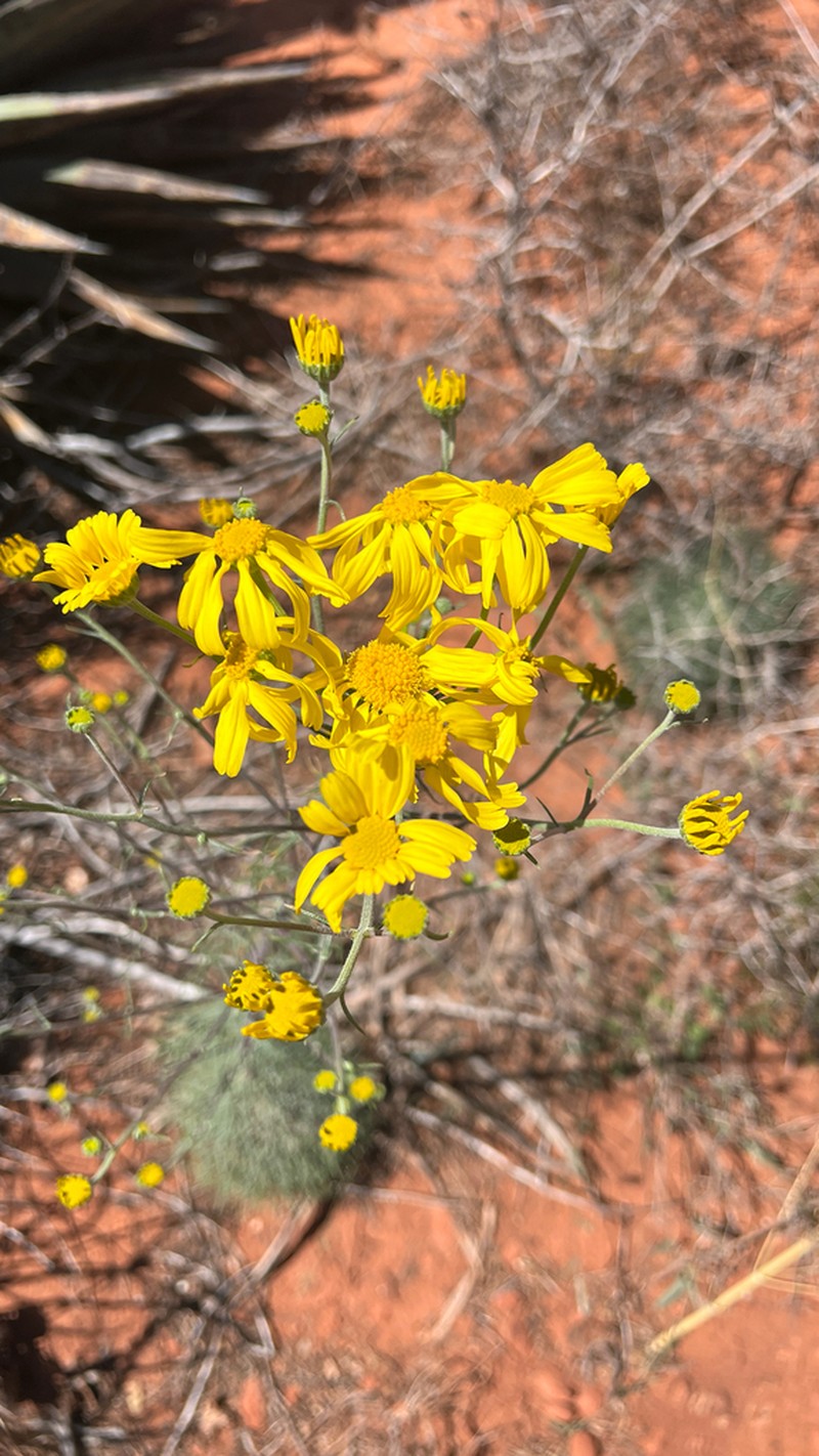 Cooper's Rubberweed photo 6
