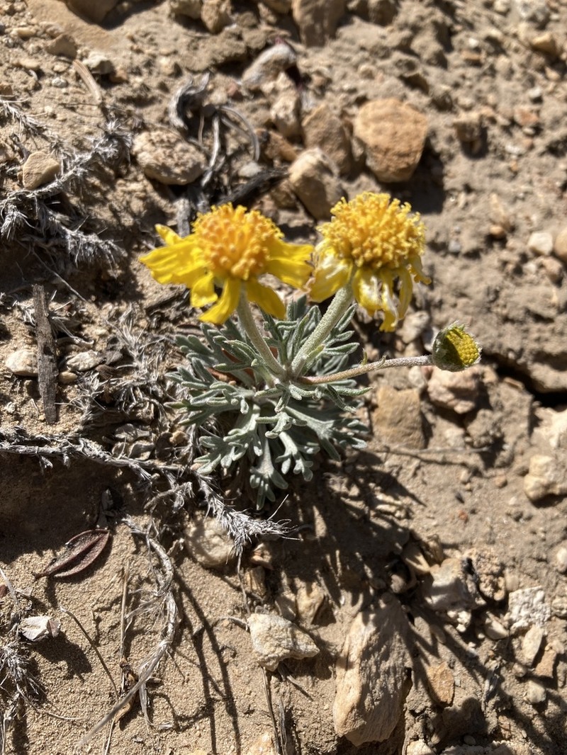Cooper's Rubberweed photo 7